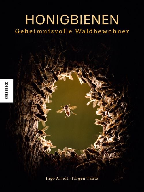 Produktbild: Honigbienen - Geheimnisvolle Waldbewohner