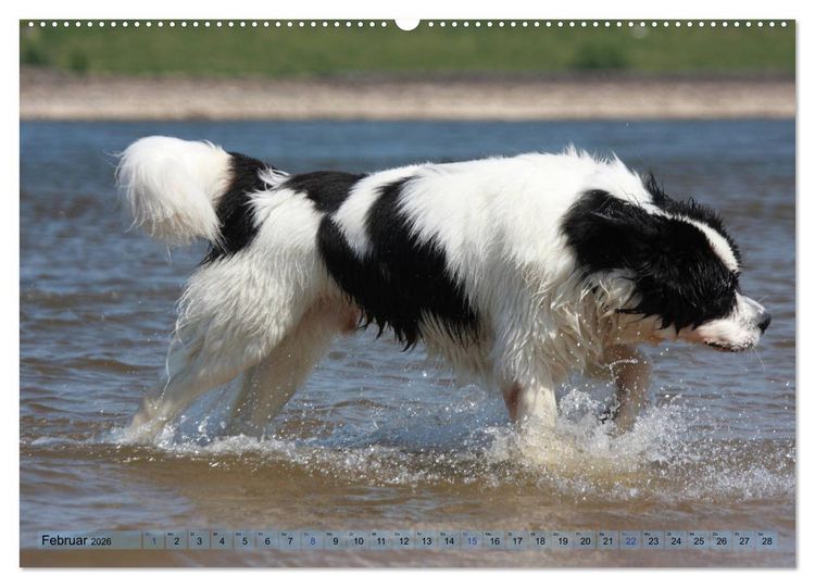 Produktbild: Landseer - Das Wasser ist ihr Element (hochwertiger Premium Wandkalender 2026 DIN A2 quer), Kunstdruck in Hochglanz