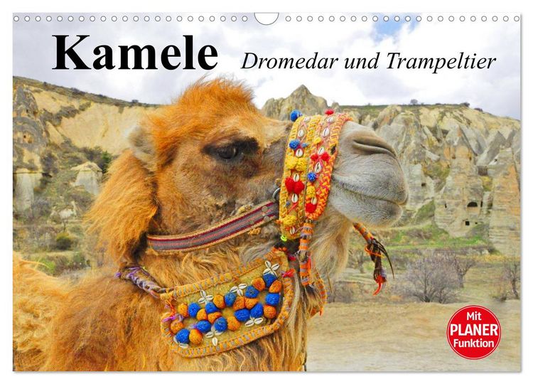 Produktbild: Kamele. Dromedar und Trampeltier (Wandkalender 2026 DIN A3 quer), CALVENDO Monatskalender