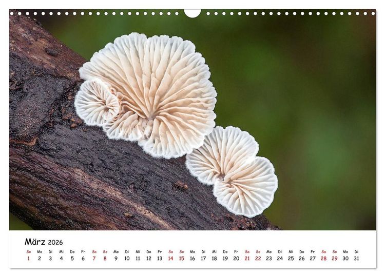 Produktbild: Pilzgalerie - Heimische Pilze von ihrer sch&ouml;nsten Seite (Wandkalender 2026 DIN A3 quer), CALVENDO Monatskalender