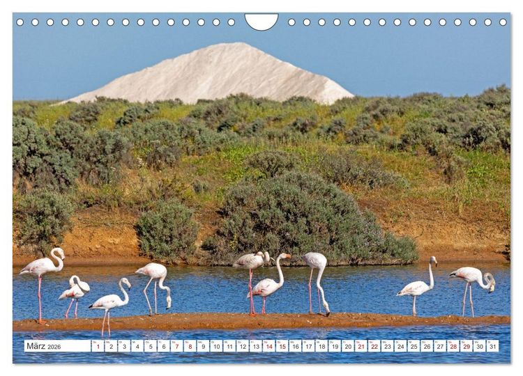 Produktbild: Die Sandalgarve - Der flache K&uuml;stenabschnitt im S&uuml;dosten Portugals (Wandkalender 2026 DIN A4 quer), CALVENDO Monatskalender