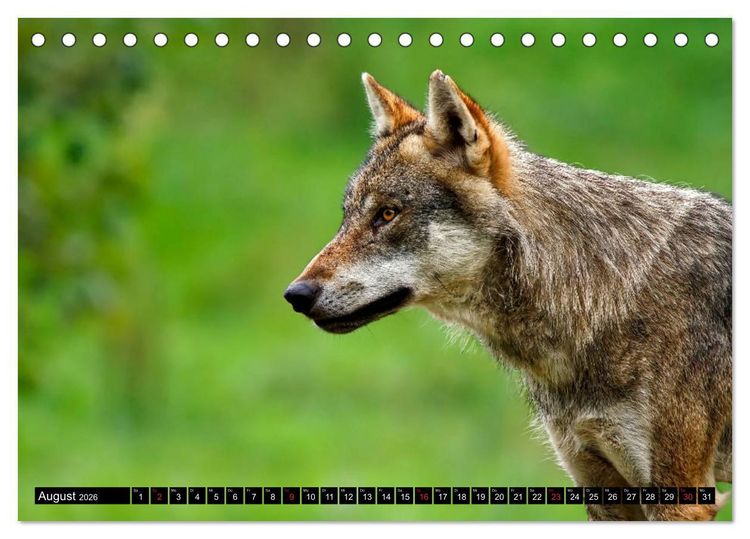 Produktbild: Wildes Deutschland (Tischkalender 2026 DIN A5 quer), CALVENDO Monatskalender