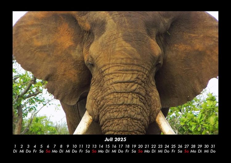 Produktbild: Der Elefantenkalender 2025 Fotokalender DIN A3