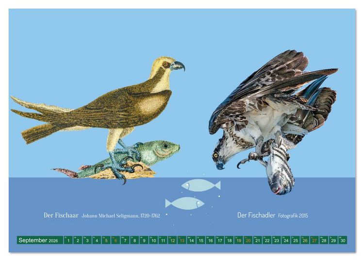 Produktbild: Vom Reiger zum Reiher (Tischkalender 2026 DIN A5 quer), CALVENDO Monatskalender