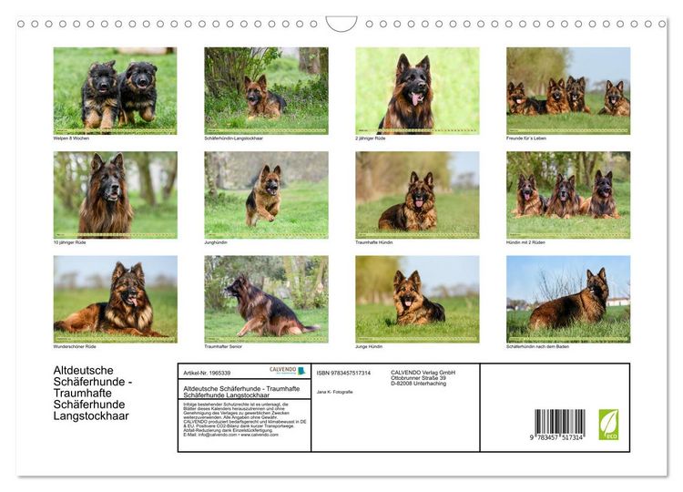 Produktbild: Altdeutsche Sch&auml;ferhunde - Traumhafte Sch&auml;ferhunde Langstockhaar (Wandkalender 2026 DIN A3 quer), CALVENDO Monatskalender