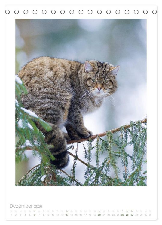 Produktbild: Wildkatzen - Kleine Samtpfoten des Waldes (Tischkalender 2026 DIN A5 hoch), CALVENDO Monatskalender