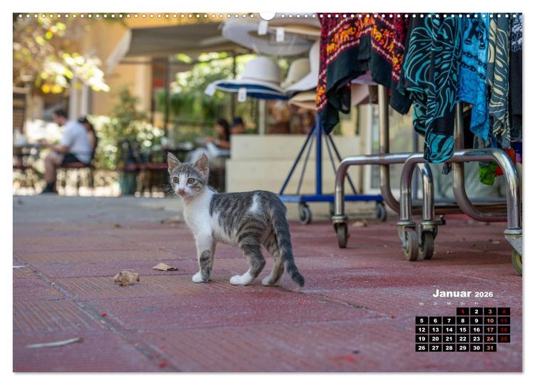 Produktbild: Katzen von Rhodos - Kleine G&ouml;tter auf vier Pfoten (hochwertiger Premium Wandkalender 2026 DIN A2 quer), Kunstdruck in Hochglanz