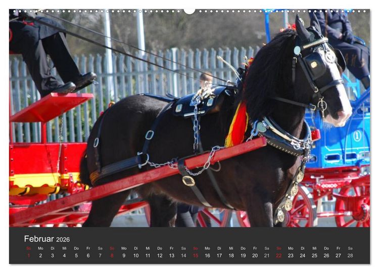 Produktbild: Shire Horse &bull; Prunkvolle Giganten (hochwertiger Premium Wandkalender 2026 DIN A2 quer), Kunstdruck in Hochglanz