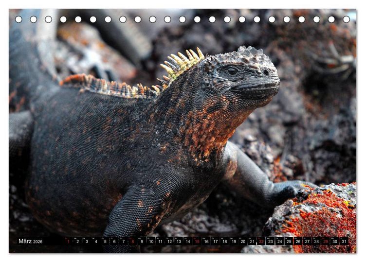 Produktbild: Galapagos Archipel- Faszination Tierwelt (Tischkalender 2026 DIN A5 quer), CALVENDO Monatskalender