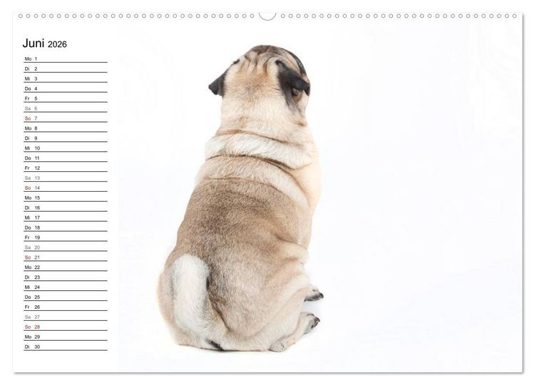 Produktbild: Mops - unwiderstehlich und charmant (hochwertiger Premium Wandkalender 2026 DIN A2 quer), Kunstdruck in Hochglanz