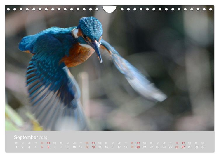 Produktbild: Der Eisvogel, ein Juwel der Natur (Wandkalender 2026 DIN A4 quer), CALVENDO Monatskalender