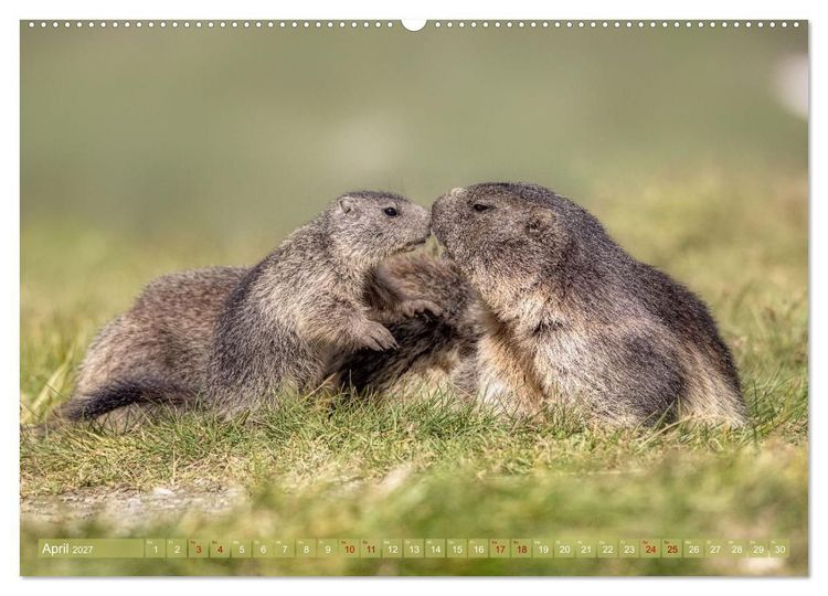 Produktbild: Tiere der Alpen - Murmeltier-Kinder (hochwertiger Premium Wandkalender 2027 DIN A2 quer), Kunstdruck in Hochglanz