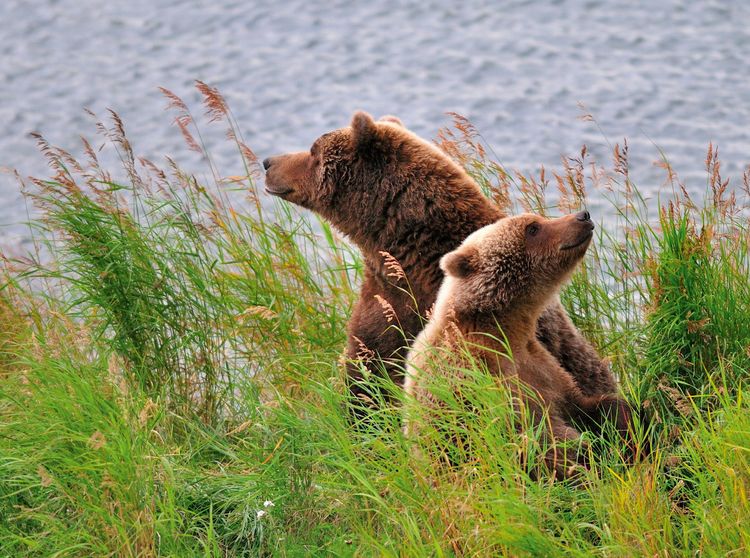 Produktbild: CALVENDO Puzzle Alaska Braunb&auml;ren 2000 Teile Lege-Gr&ouml;&szlig;e 90 x 67 cm Foto-Puzzle Bild von Dieter-M. Wilczek