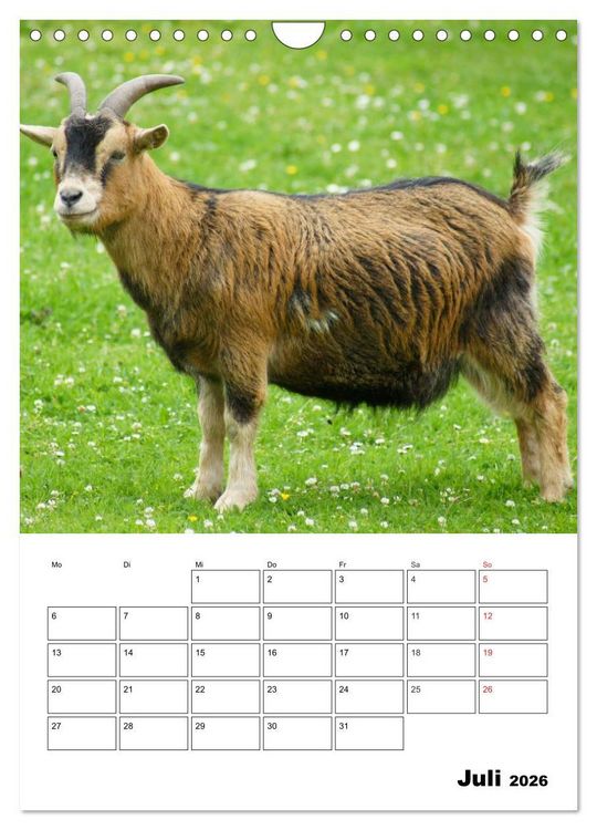 Produktbild: Ziegen Terminplaner (Wandkalender 2026 DIN A4 hoch), CALVENDO Monatskalender