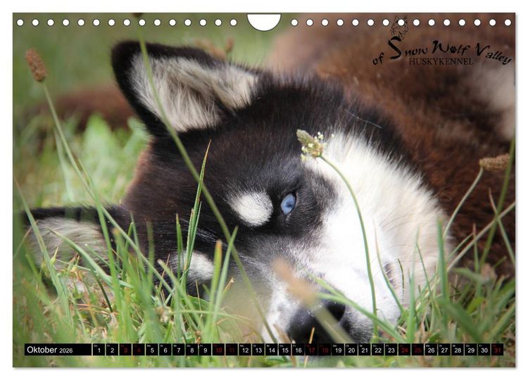Produktbild: Faszination Husky (Wandkalender 2026 DIN A4 quer), CALVENDO Monatskalender