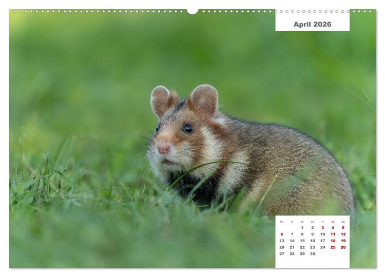 Produktbild: Zwei Tierfotografen Zw&ouml;lf Highlights (Wandkalender 2026 DIN A2 quer), CALVENDO Monatskalender