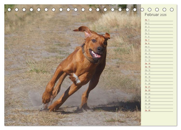 Produktbild: Rhodesian Ridgeback - Jung, wild, zuckers&uuml;&szlig; (Tischkalender 2026 DIN A5 quer), CALVENDO Monatskalender