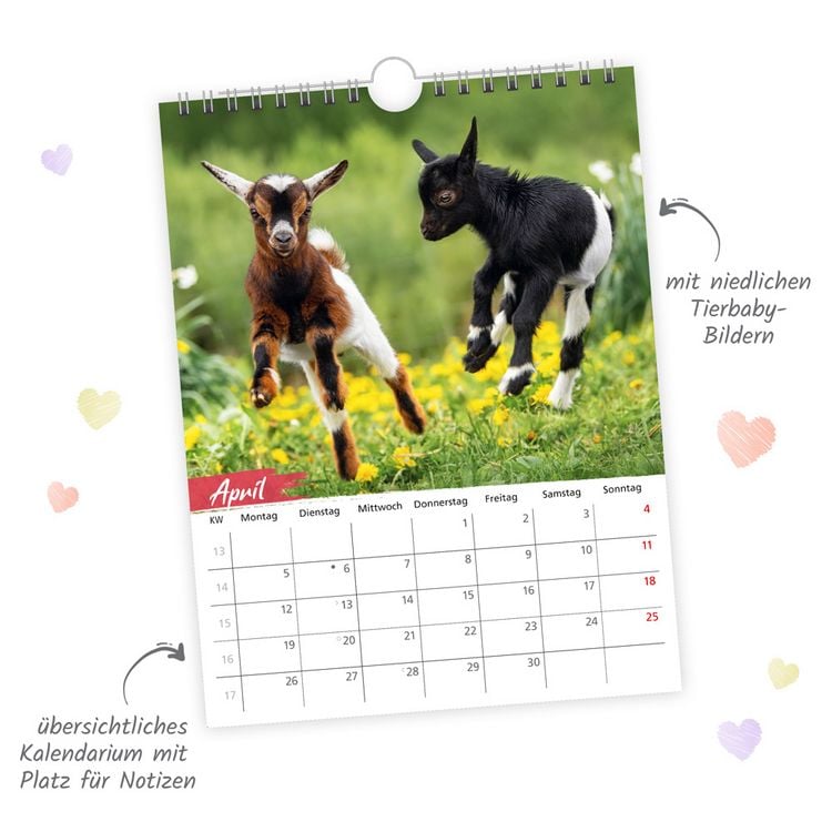 Produktbild: TR&Ouml;TSCH - Notizkalender zum H&auml;ngen Tierkinder 2027