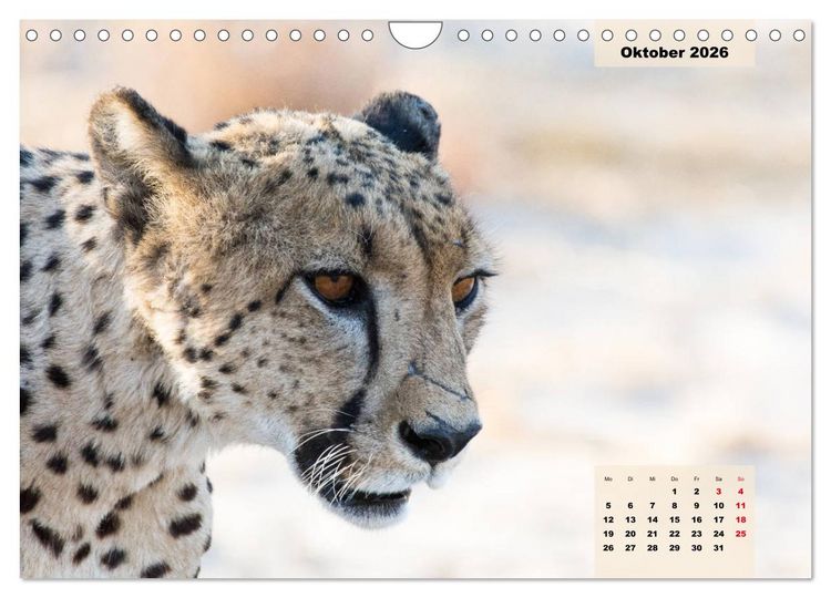 Produktbild: Raubkatzen - L&ouml;we, Gepard, Leopard (Wandkalender 2026 DIN A4 quer), CALVENDO Monatskalender