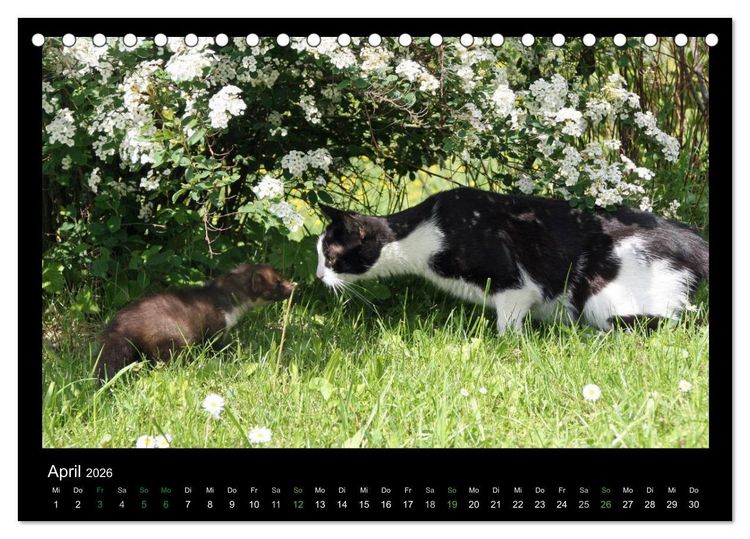 Produktbild: Marderkinder (Tischkalender 2026 DIN A5 quer), CALVENDO Monatskalender