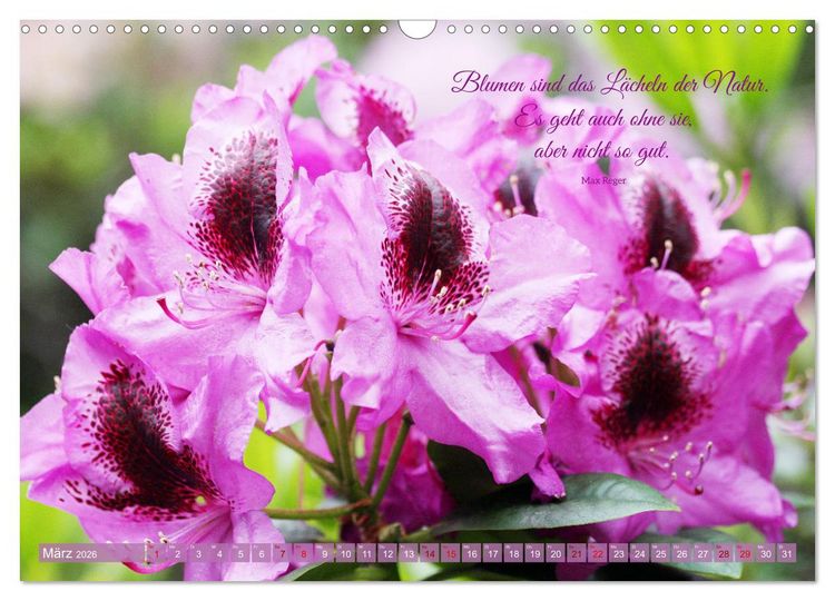 Produktbild: Rhododendren und Poesie (Wandkalender 2026 DIN A3 quer), CALVENDO Monatskalender