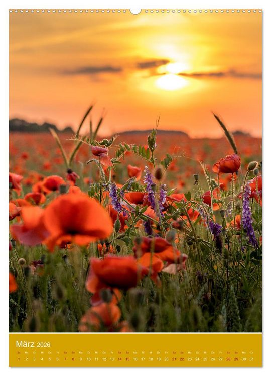 Produktbild: Mohnblumen - kraftvoll und zart (Wandkalender 2026 DIN A2 hoch), CALVENDO Monatskalender