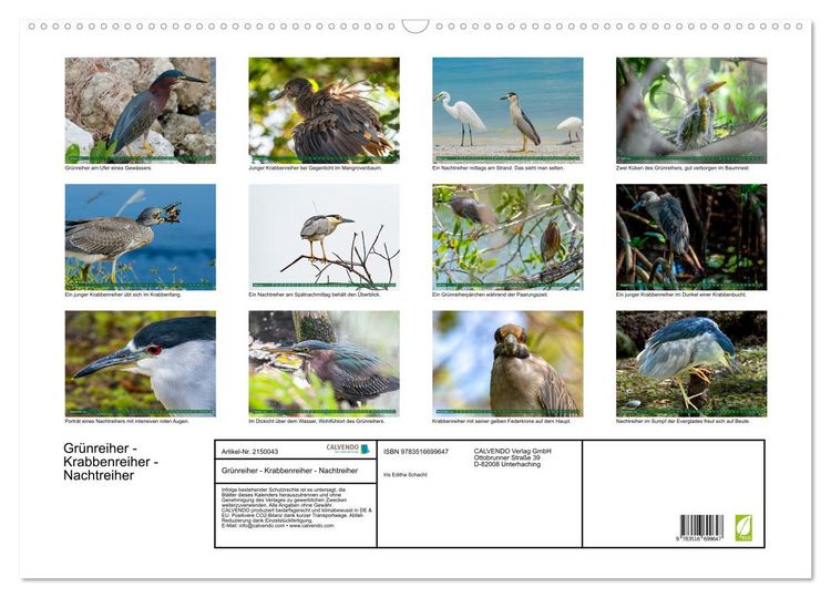Produktbild: Gr&uuml;nreiher - Krabbenreiher - Nachtreiher (Wandkalender 2026 DIN A2 quer), CALVENDO Monatskalender