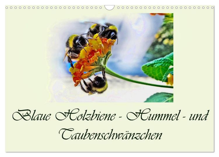 Produktbild: Blaue Holzbiene &ndash; Hummel &ndash; und Taubenschw&auml;nzchen. (Wandkalender 2026 DIN A3 quer), CALVENDO Monatskalender