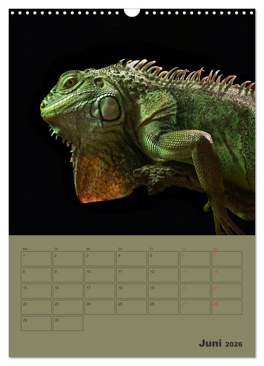 Produktbild: Minidrachen - Die kleinen Nachkommen der Urzeitmonster (Wandkalender 2026 DIN A3 hoch), CALVENDO Monatskalender