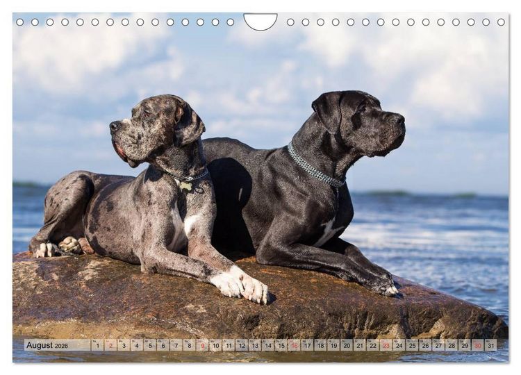 Produktbild: Beste Freunde - Bezaubernde Tierfreundschaften (Wandkalender 2026 DIN A4 quer), CALVENDO Monatskalender