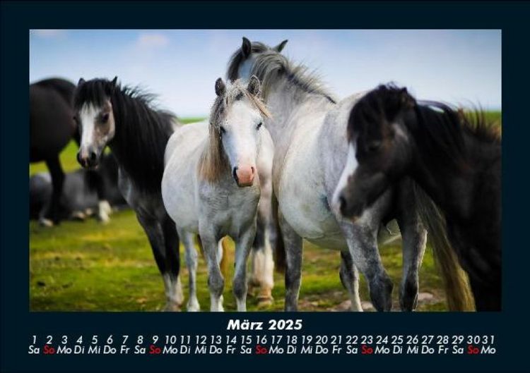 Produktbild: Die Welt der Pferde 2025 Fotokalender DIN A5