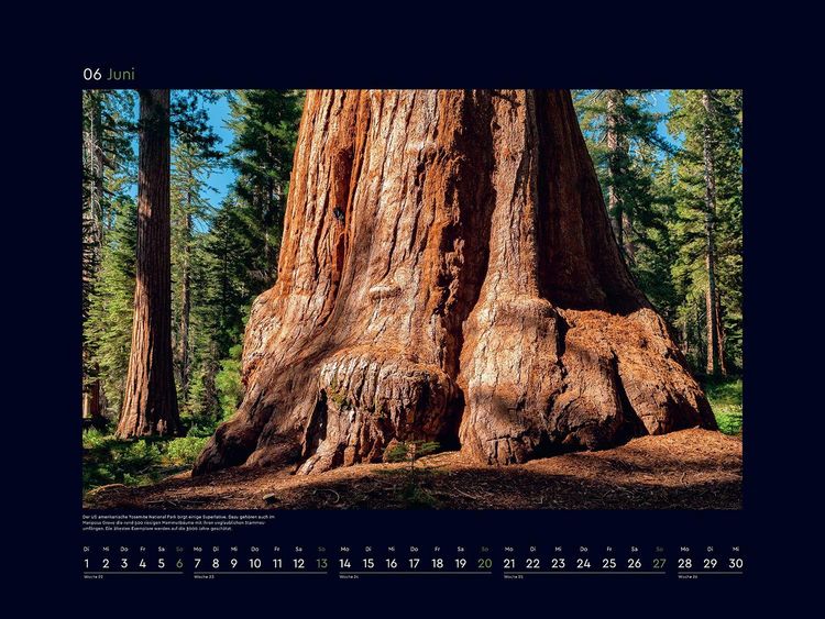 Produktbild: Alte B&auml;ume, Sinnbilder des Lebens - KUNTH Wandkalender 2027