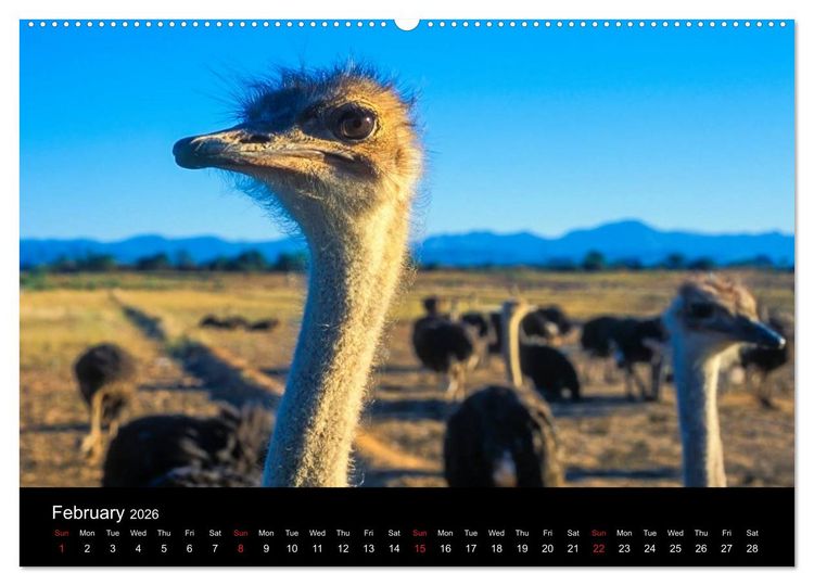Produktbild: CAPE TOWN 2026 (High Quality Premium Wall Calendar 2026 DIN A2 landscape),CALVENDO 12 Month Wall Calendar