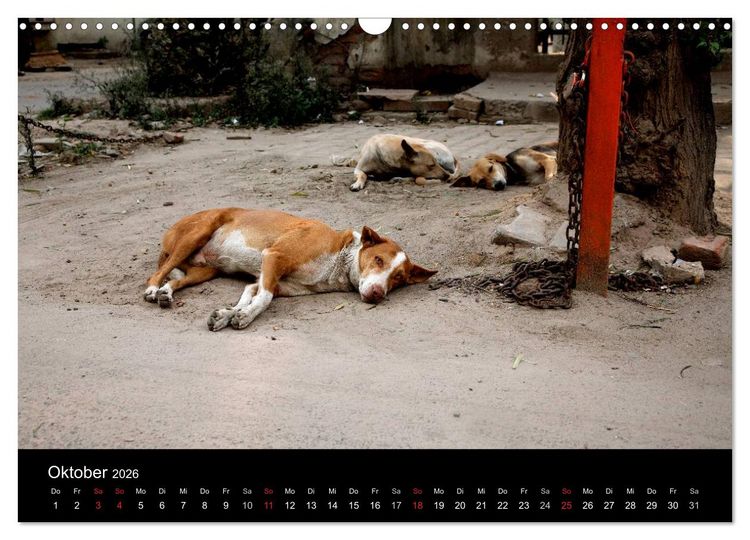 Produktbild: Stra&szlig;enhunde (Wandkalender 2026 DIN A3 quer), CALVENDO Monatskalender