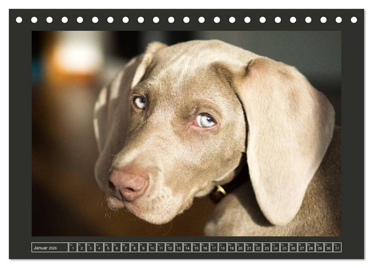 Produktbild: Weimaraner - Ein Welpenjahr (Tischkalender 2026 DIN A5 quer), CALVENDO Monatskalender