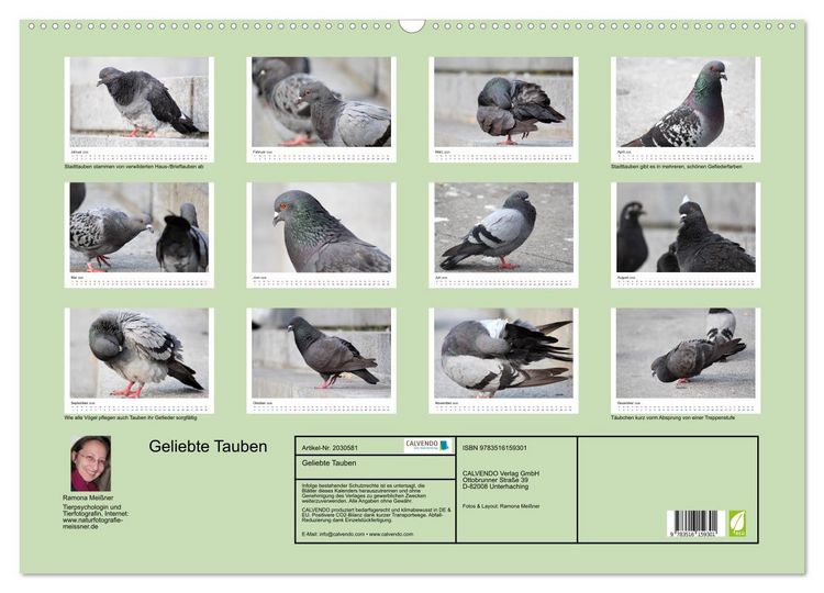 Produktbild: Geliebte Tauben (Wandkalender 2026 DIN A2 quer), CALVENDO Monatskalender