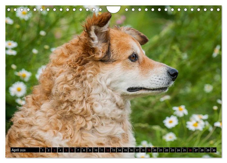 Produktbild: Altdeutsche H&uuml;tehunde - Fast vergessen (Wandkalender 2026 DIN A4 quer), CALVENDO Monatskalender