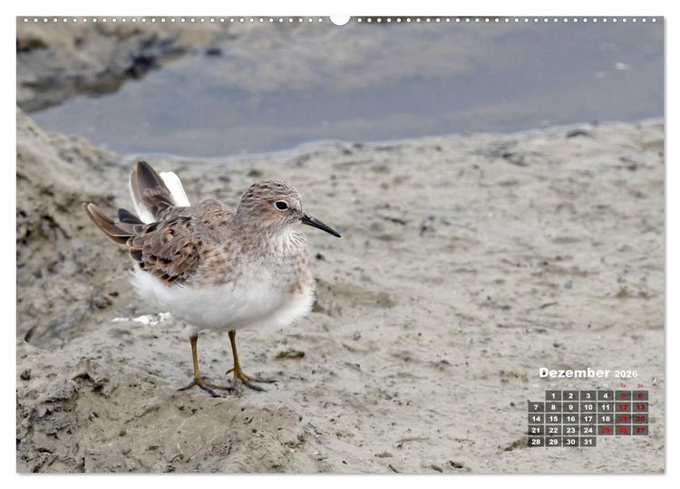 Produktbild: Limikolen - Watv&ouml;gel Europas (hochwertiger Premium Wandkalender 2026 DIN A2 quer), Kunstdruck in Hochglanz