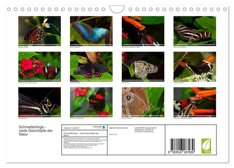 Produktbild: Schmetterlinge - zarte Gesch&ouml;pfe der Natur (Wandkalender 2026 DIN A4 quer), CALVENDO Monatskalender