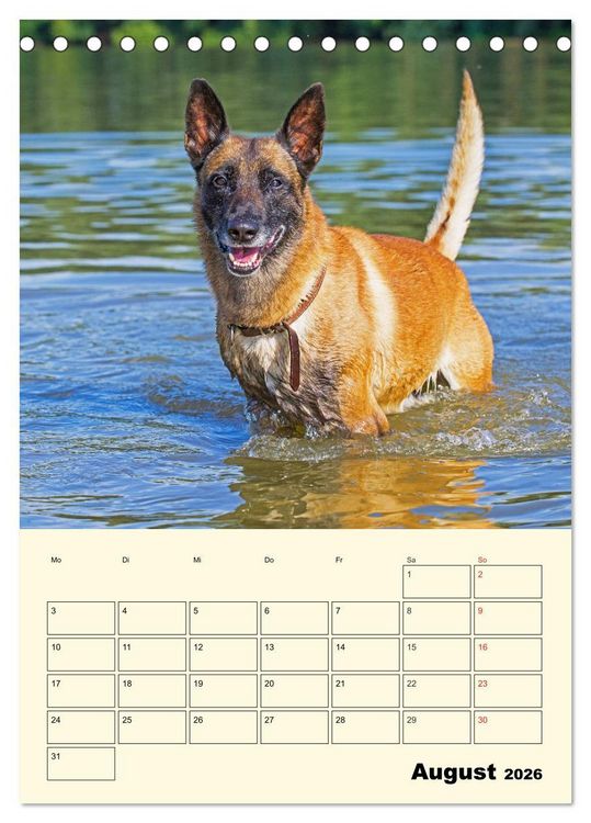 Produktbild: Familienplaner Tausendsassa Malinois (Tischkalender 2026 DIN A5 hoch), CALVENDO Monatskalender