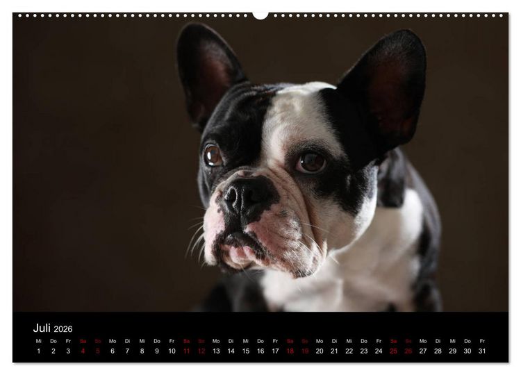 Produktbild: Charme auf vier Pfoten - Franz&ouml;sische Bulldoggen Portraits (hochwertiger Premium Wandkalender 2026 DIN A2 quer), Kunstdruck in Hochglanz