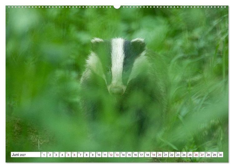 Produktbild: Wildtiere im M&uuml;ritz-Nationalpark (hochwertiger Premium Wandkalender 2027 DIN A2 quer), Kunstdruck in Hochglanz