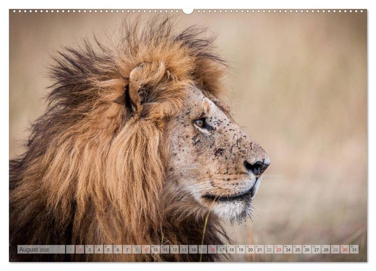 Produktbild: Emotionale Momente: Afrikas Big Five (Wandkalender 2026 DIN A2 quer), CALVENDO Monatskalender