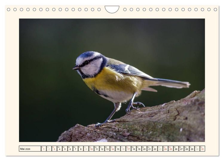 Produktbild: Gefiederte Sch&ouml;nheiten - Die Blaumeise (Wandkalender 2026 DIN A4 quer), CALVENDO Monatskalender