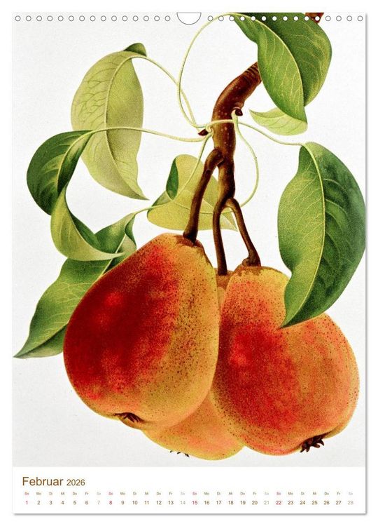 Produktbild: Obstb&auml;ume: Botanische Zeichnungen und historische Stiche (Wandkalender 2026 DIN A3 hoch), CALVENDO Monatskalender