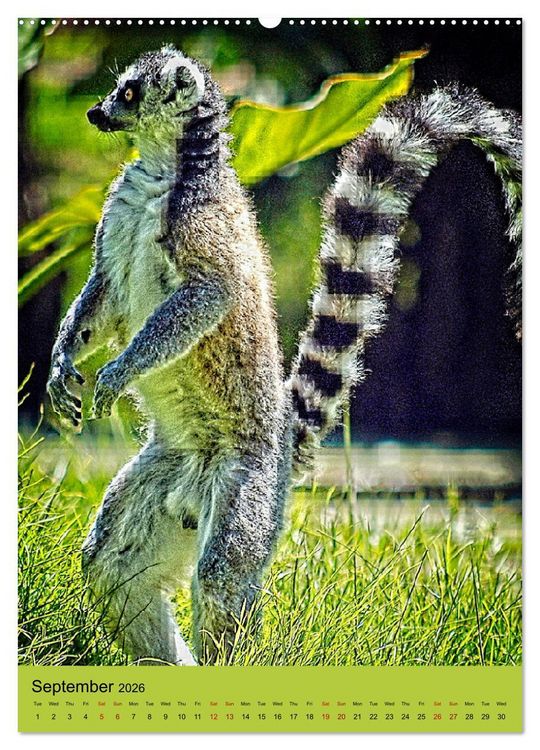 Produktbild: Adorable lemurs (Wall Calendar 2026 DIN A2 portrait), CALVENDO 12 Month Wall Calendar