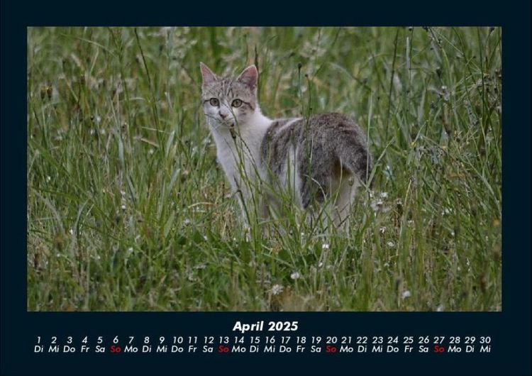 Produktbild: Tierkalender 2025 Fotokalender DIN A4