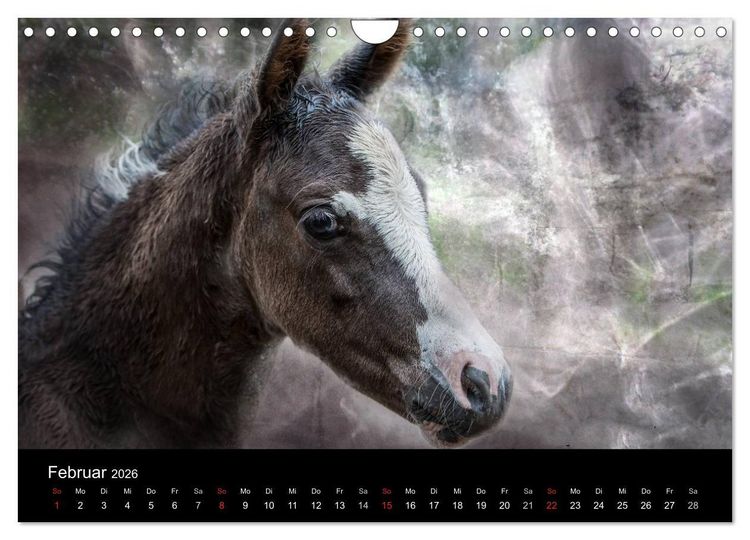 Produktbild: Pferde zum Tr&auml;umen (Wandkalender 2026 DIN A4 quer), CALVENDO Monatskalender