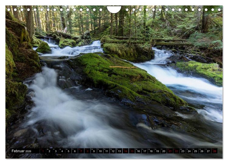 Produktbild: Waldwasser (Wandkalender 2026 DIN A4 quer), CALVENDO Monatskalender