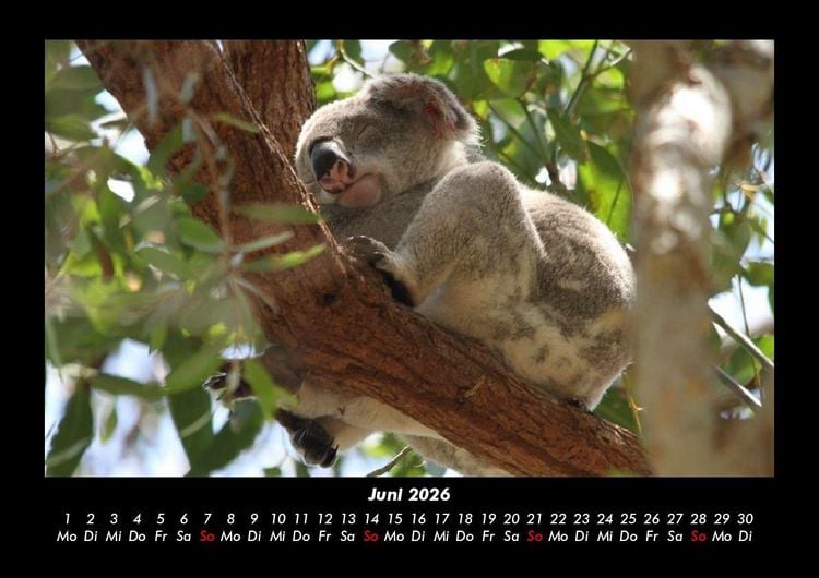 Produktbild: Koala 2026 Fotokalender DIN A3